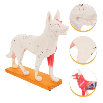 Câinele Acupoint Model De Predare Școală Animal Acupunctura Pvc Student Organismului Canin